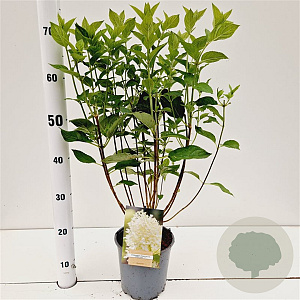 Hydrangea pan. 'Limelight' 40-50 cm 2,5L