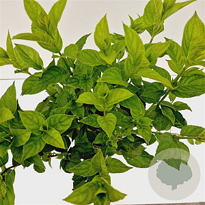 Hydrangea pan. 'Limelight' 40-50 cm 2,5L