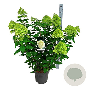 Hydrangea pan. 'Limelight' 60-80 cm 15L