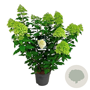 Hydrangea pan. 'Limelight' 60-80 cm 15L