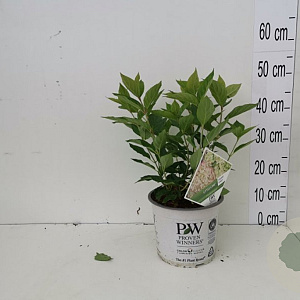 Hydrangea pan. Little Lime 3,0L