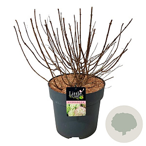 Hydrangea pan. Little Lime 50-60 cm 15L