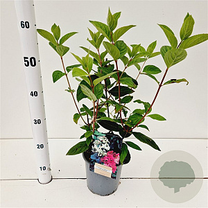 Hydrangea pan. 'Pink Diamond' 30-40 cm 2,5L