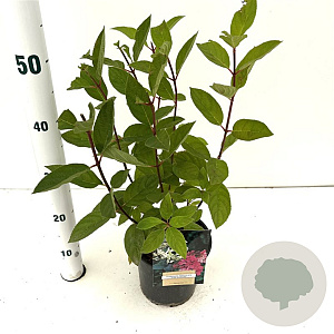 Hydrangea pan. 'Pink Diamond' 40-50 cm 2,5L