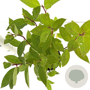 Hydrangea pan. 'Pink Diamond' 40-50 cm 2,5L