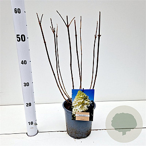 Hydrangea pan. 'Polar Bear' 30-40 cm 2,5L