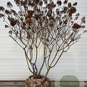 Hydrangea pan. 'Polar Bear' 140-160 cm draadkluit meerstammig