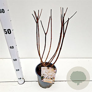 Hydrangea pan. 'Silver Dollar' 30-40 cm 2,5L