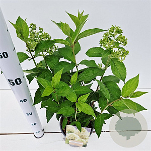 Hydrangea pan. Skyfall 30-40 cm 2,5L