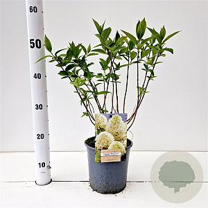 Hydrangea pan. Skyfall 30-40 cm 2,5L