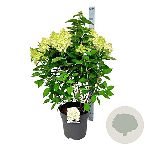 Hydrangea pan. Skyfall 60-80 cm 15L