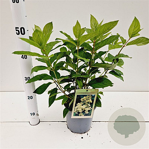 Hydrangea pan. 'Tardiva' 40-50 cm 2,5L