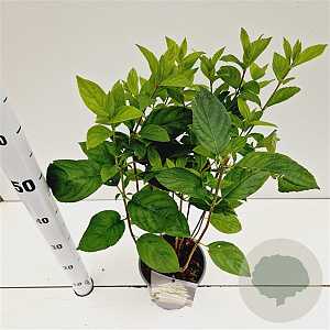 Hydrangea pan. 'Unique' 30-40 cm 2,5L