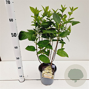 Hydrangea pan. 'Unique' 40-50 cm 2,5L