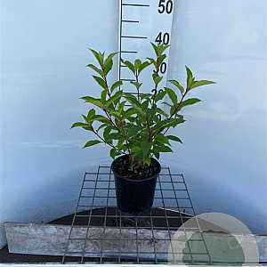 Hydrangea pan. Vanille-Fraise 30-40 cm 2,5L