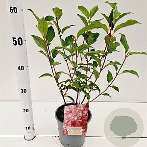 Hydrangea pan. Vanille-Fraise 30-40 cm 2,5L