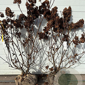 Hydrangea pan. Vanille-Fraise 100-125 cm met kluit