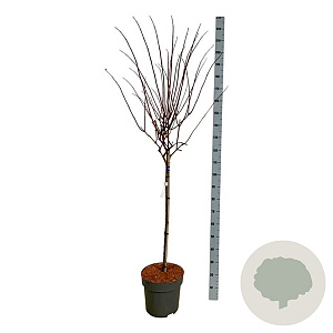 Hydrangea pan. Vanille-Fraise 90 cm stam 15L