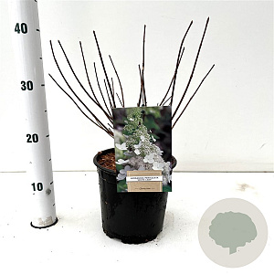 Hydrangea pan. 'White Lady' 40-50 cm 2,5L