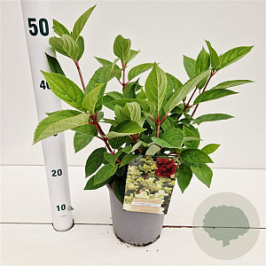 Hydrangea pan. 'Wim's Red' 25-30 cm 2,5L