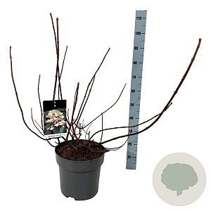 Hydrangea pan. 'Wim's Red' 60-80 cm 15L