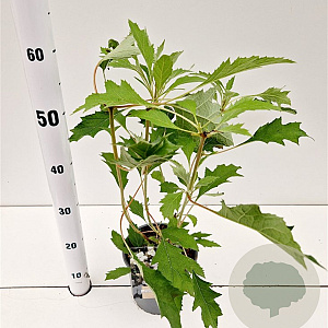 Hydrangea querc. Ice Crystal 30-40 cm 2,5L