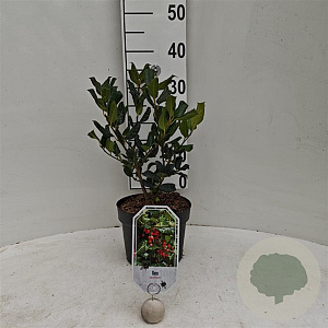 Ilex aquifolium 30-40 cm 3,0L