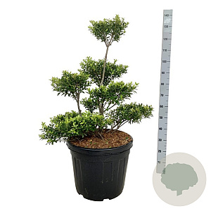 Ilex crenata 'Blondie' 60-80 cm cont. 55L multi bol