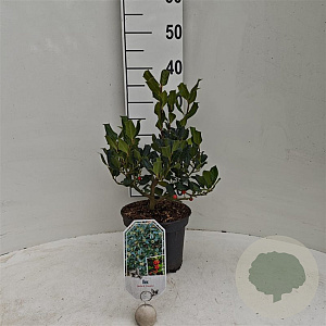 Ilex 'Nellie R. Stevens' 30-40 cm 3,0L