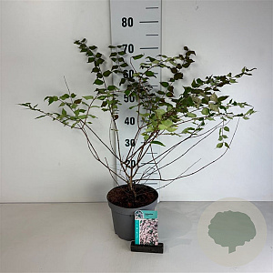 Kolkwitzia amabilis 40-50 cm 35L