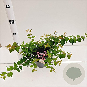 Kolkwitzia amabilis 'Pink Cloud' 30-40 cm 2,5L