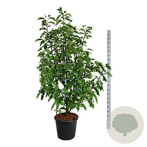 Magnolia 'Heaven Scent' 170-200 cm cont. 55L extra