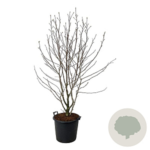 Magnolia loebneri 'Wildcat' 170-200 cm cont. 55L extra