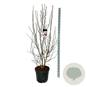 Magnolia soulangeana 200-225 cm cont. 55L extra