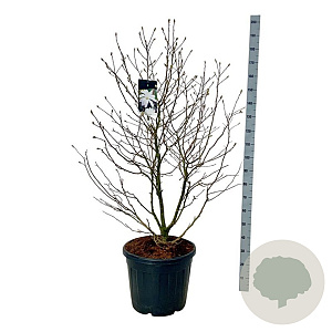 Magnolia stellata 125-150 cm cont. 55L extra