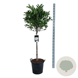Magnolia stellata 80 cm stam 30L