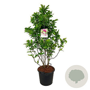Magnolia 'Susan' 100-125 cm 30L extra