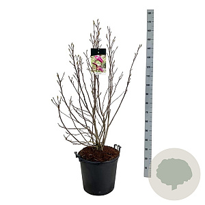 Magnolia 'Susan' 100-125 cm 30L extra