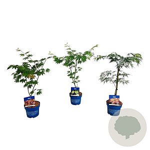 Mixlaag Acer palmatum veredeld 40-50 cm 3,0L