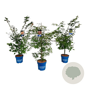 Mixlaag Acer palmatum veredeld 125-150 cm 15L