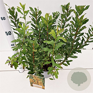 Myrica gale 30-40 cm 3,0L