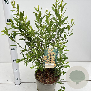 Myrica gale 50-60 cm 4,0L