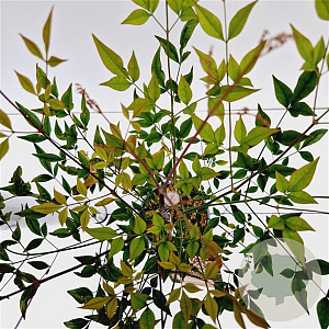 Nandina domestica 40-50 cm 2,5L