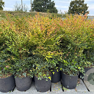 Nandina domestica 80 cm 12L