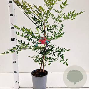 Nandina d. 'Richmond' 40-50 cm 2,5L