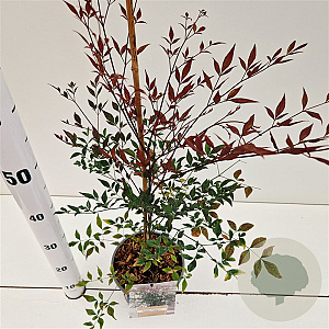Nandina d. Summer Sunset 40-50 cm 2,5L
