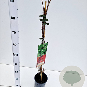 Parthenocissus quinq.engelmannii 70-80 cm 2,5L