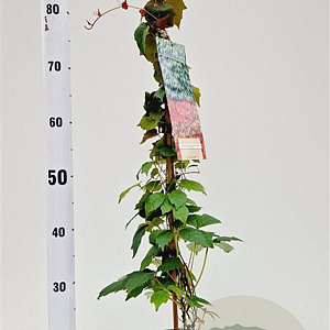 Parthenocissus tr. 'Veitchii' 70-80 cm 2,5L