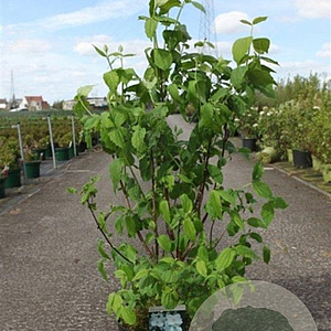 Philadelphus coronarius 80-100 cm 10L