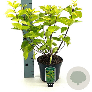 Philadelphus cor. 'Aureus' 30-40 cm 3,0L